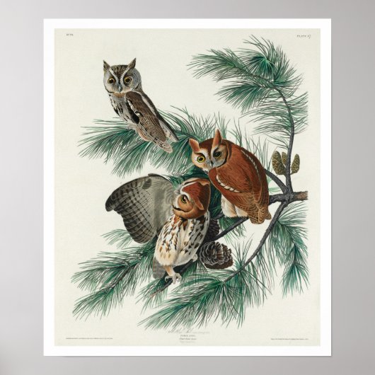 Little Screech Owl by Audubon Poster (Voorkant)