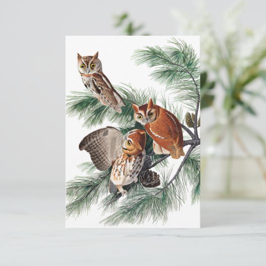 Little Screech Owl door John James Audubon Bedankkaart (Staand voorkant)