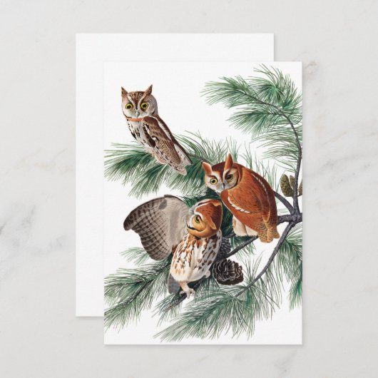 Little Screech Owl door John James Audubon Bedankkaart (Voorkant / Achterkant)