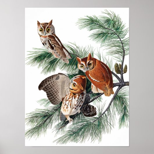 Little Screech Owl door John James Audubon Poster (Voorkant)
