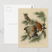 Little Screech Owl from Audubon's Birds of America Briefkaart (Voorkant / Achterkant)