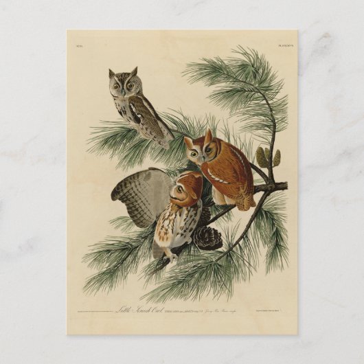 Little Screech Owl from Audubon's Birds of America Briefkaart (Voorkant)