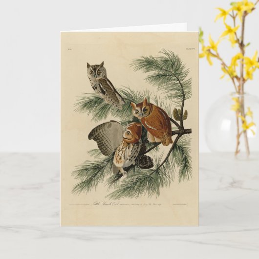 Little Screech Owl from Audubon's Birds of America Kaart (Gele Bloem)