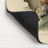 Little Screech Owl from Audubon's Birds of America Muismat (Hoek)