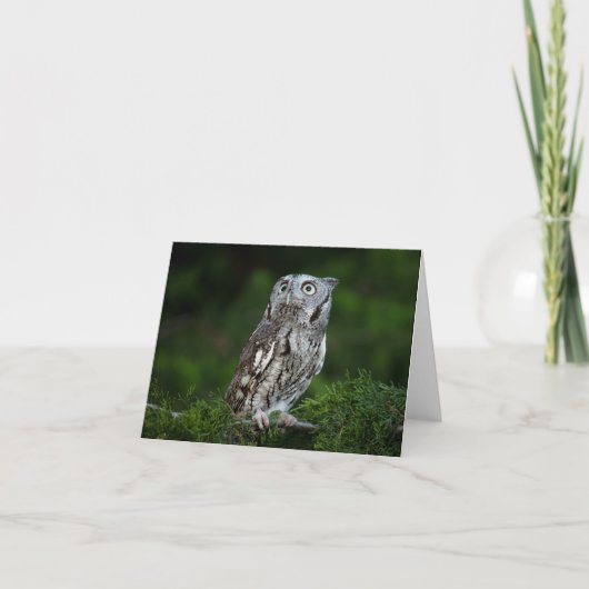 Little Screech Owl note card Kaart (Voorkant)