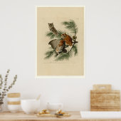 Little Screech Owl Poster (Keuken)