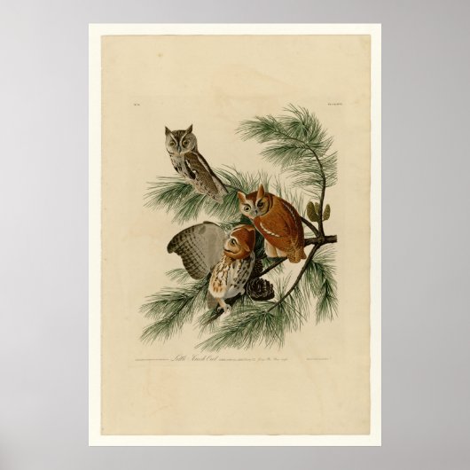 Little Screech Owl Poster (Voorkant)