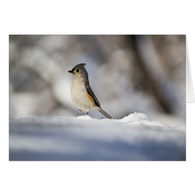 Little Snow Bird (Voorkant Horizontaal)