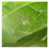 Little Spider Tile Tegeltje (Voorkant)