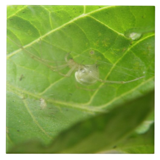 Little Spider Tile Tegeltje (Voorkant)