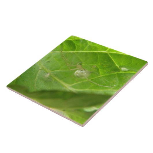 Little Spider Tile Tegeltje (Zijkant)