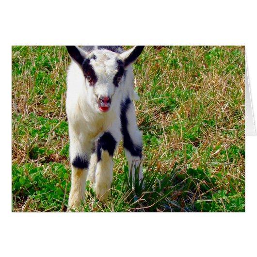 Little Spot (Voorkant Horizontaal)