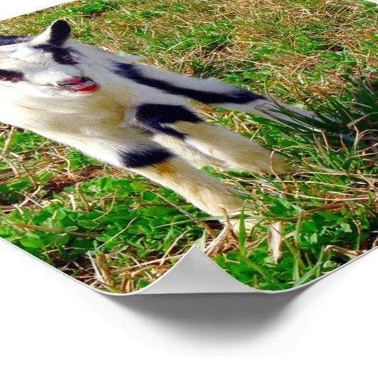 Little Spot Poster (Hoek)