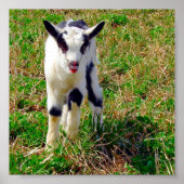 Little Spot Poster (Voorkant)