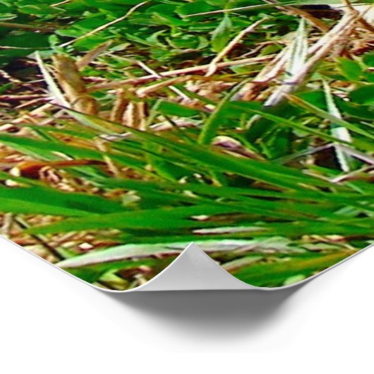 Little Spot Poster (Hoek)