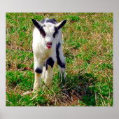 Little Spot Poster (Voorkant)