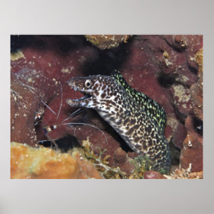 Little Spotted Moray II Poster