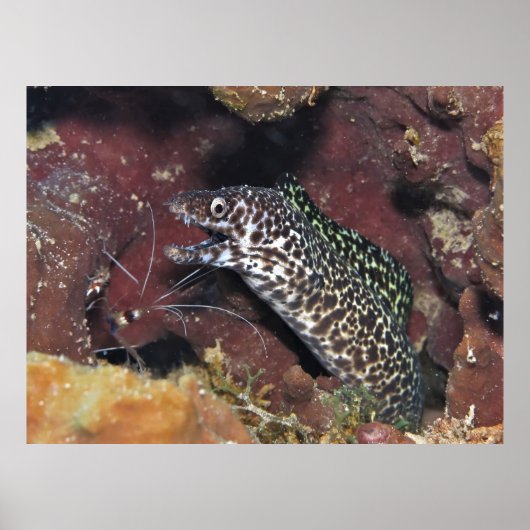 Little Spotted Moray II Poster (Voorkant)
