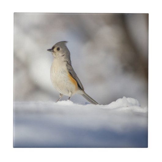 Little Tufted Titmouse in Snow Tegeltje (Voorkant)