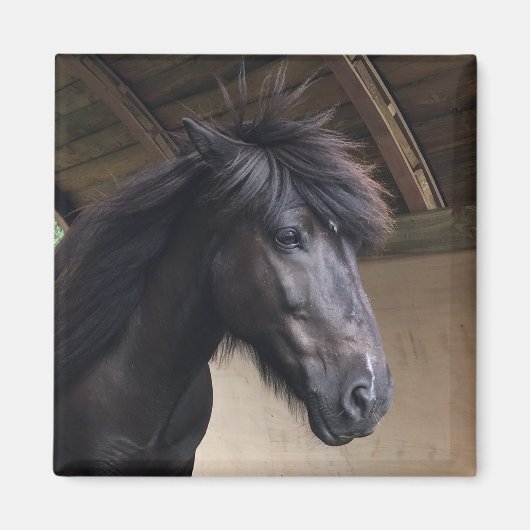 Little Viking Horse Noble Head Magnet (Voorkant)