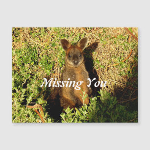 Little Wallaby