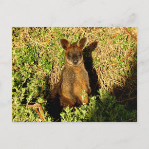 Little Wallaby Briefkaart