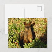 Little Wallaby Briefkaart (Voorkant / Achterkant)