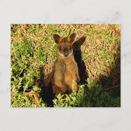 Little Wallaby Briefkaart (Voorkant)