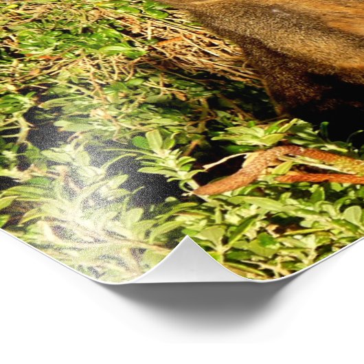 Little Wallaby Foto Afdruk (Hoek)