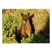 Little Wallaby Foto Afdruk (Voorkant)