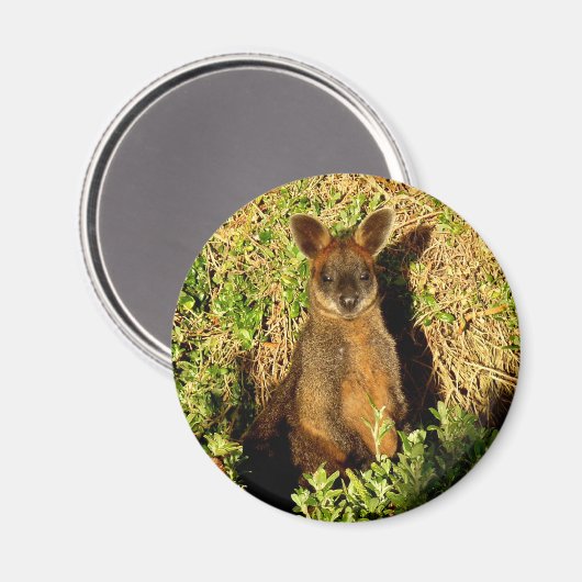 Little Wallaby Magneet (Voorkant / Achterkant)