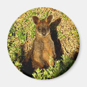 Little Wallaby Magneet (Voorkant)