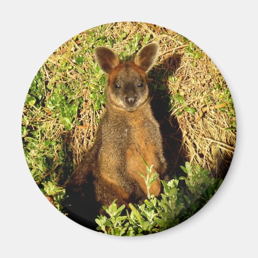 Little Wallaby Magneet (Voorkant)