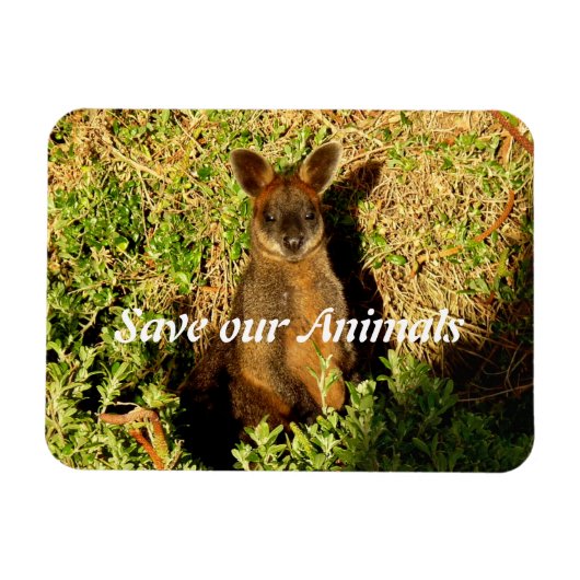 Little Wallaby Magneet (Horizontaal)