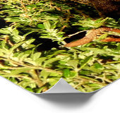 Little Wallaby Poster (Hoek)