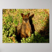 Little Wallaby Poster (Voorkant)