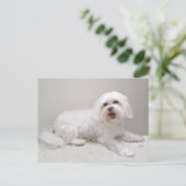 Little White Dog (Maltees) Rescue Briefkaart (Staand voorkant)