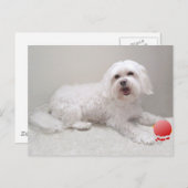 Little White Dog (Maltees) Rescue Briefkaart (Voorkant / Achterkant)