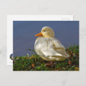 Little White Duck Briefkaart (Voorkant / Achterkant)