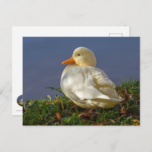 Little White Duck Briefkaart (Voorkant / Achterkant)