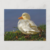 Little White Duck Briefkaart (Voorkant)