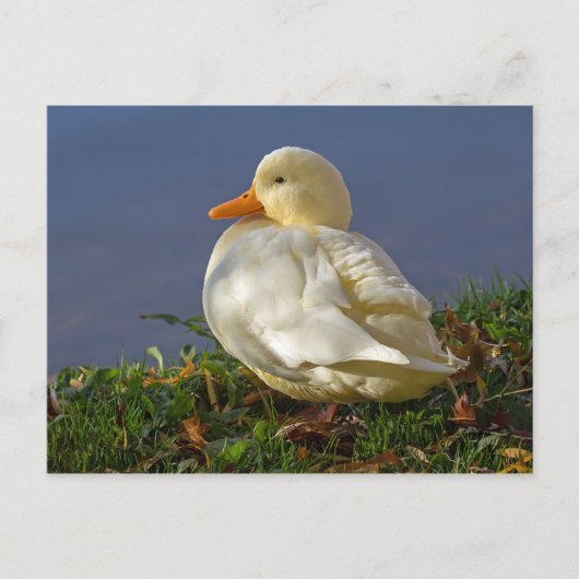 Little White Duck Briefkaart (Voorkant)