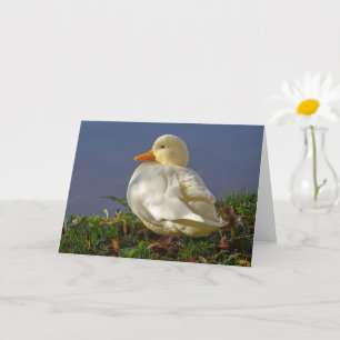 Little White Duck Kaart