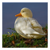 Little White Duck Perfect Poster (Voorkant)