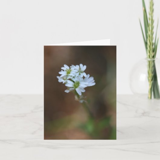 Little White Flowers Notecard Kaart (Voorkant)