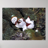Little White Frogfish Poster (Voorkant)