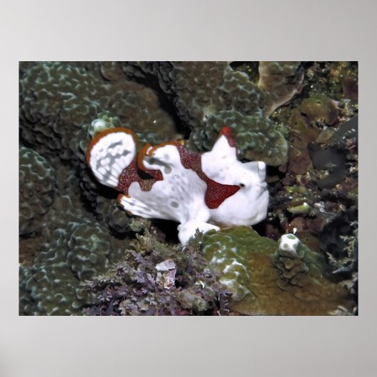 Little White Frogfish Poster (Voorkant)