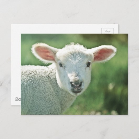 Little White Lamb Briefkaart (Voorkant / Achterkant)