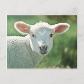 Little White Lamb Briefkaart (Voorkant)