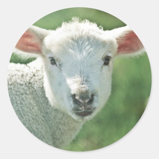 Little White Lamb Ronde Sticker (Voorkant)